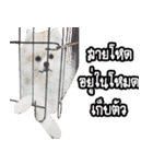 WK Pomeranian（個別スタンプ：5）