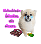 WK Pomeranian（個別スタンプ：6）
