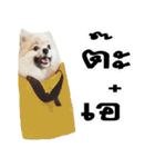 WK Pomeranian（個別スタンプ：7）