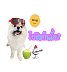 WK Pomeranian（個別スタンプ：8）