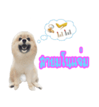 WK Pomeranian（個別スタンプ：10）