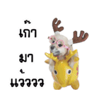 WK Pomeranian（個別スタンプ：11）
