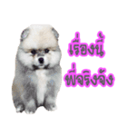 WK Pomeranian（個別スタンプ：12）
