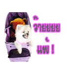 WK Pomeranian（個別スタンプ：13）