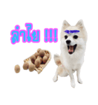 WK Pomeranian（個別スタンプ：14）