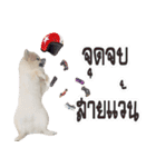 WK Pomeranian（個別スタンプ：15）