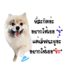 WK Pomeranian（個別スタンプ：16）