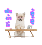 WK Pomeranian（個別スタンプ：17）