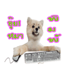 WK Pomeranian（個別スタンプ：18）