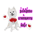 WK Pomeranian（個別スタンプ：19）