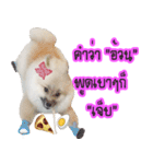 WK Pomeranian（個別スタンプ：20）
