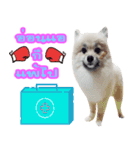 WK Pomeranian（個別スタンプ：21）