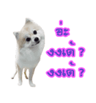 WK Pomeranian（個別スタンプ：22）