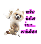 WK Pomeranian（個別スタンプ：23）