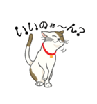 またぎねこ（個別スタンプ：16）