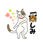 またぎねこ（個別スタンプ：19）