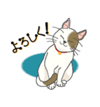 またぎねこ（個別スタンプ：21）
