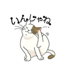 またぎねこ（個別スタンプ：22）