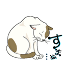 またぎねこ（個別スタンプ：24）