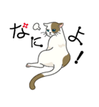またぎねこ（個別スタンプ：37）