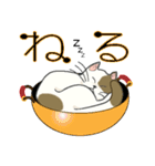 またぎねこ（個別スタンプ：40）