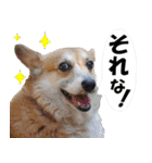 レスキュー犬組（個別スタンプ：1）