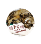 Siba＆rt（個別スタンプ：6）