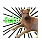 Dug-Dig ＆ Friends！（個別スタンプ：11）