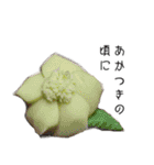 生菓子と大和言葉（個別スタンプ：12）