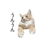 I'm Manihot. Mainecoon cat.（個別スタンプ：1）