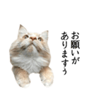 I'm Manihot. Mainecoon cat.（個別スタンプ：2）