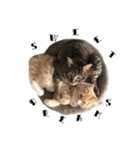 I'm Manihot. Mainecoon cat.（個別スタンプ：3）