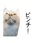 I'm Manihot. Mainecoon cat.（個別スタンプ：4）