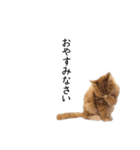 I'm Manihot. Mainecoon cat.（個別スタンプ：5）