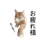 I'm Manihot. Mainecoon cat.（個別スタンプ：7）