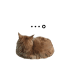 I'm Manihot. Mainecoon cat.（個別スタンプ：8）