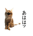 I'm Manihot. Mainecoon cat.（個別スタンプ：9）