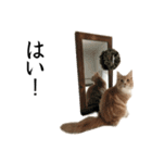 I'm Manihot. Mainecoon cat.（個別スタンプ：10）