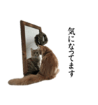 I'm Manihot. Mainecoon cat.（個別スタンプ：11）