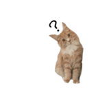 I'm Manihot. Mainecoon cat.（個別スタンプ：13）