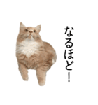 I'm Manihot. Mainecoon cat.（個別スタンプ：14）