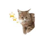 I'm Manihot. Mainecoon cat.（個別スタンプ：15）