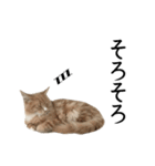 I'm Manihot. Mainecoon cat.（個別スタンプ：16）