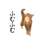 I'm Manihot. Mainecoon cat.（個別スタンプ：17）