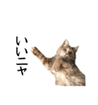 I'm Manihot. Mainecoon cat.（個別スタンプ：18）