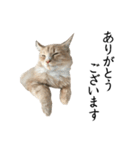 I'm Manihot. Mainecoon cat.（個別スタンプ：21）