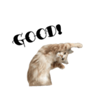 I'm Manihot. Mainecoon cat.（個別スタンプ：24）