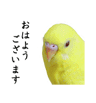 Parakeet is together SATORA（個別スタンプ：1）