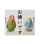 Parakeet is together SATORA（個別スタンプ：2）