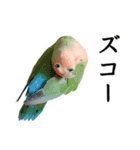 Parakeet is together SATORA（個別スタンプ：3）